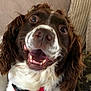 Cuthbert joined the competition — help win amazing prizes! dog, brown, white, curly_ears, happy, excited, open_mouth, teeth, tongue, close_up, pet, canine, indoor, couch, cushion, fur, animal, face, portrait, companion