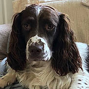 Cuthbert joined the competition — help win amazing prizes! dog, pet, brown, white, speckled, snout, ears, fur, closeup, portrait, indoor, couch, blanket, relaxed, animal, companion, cute, mammal, laying, home