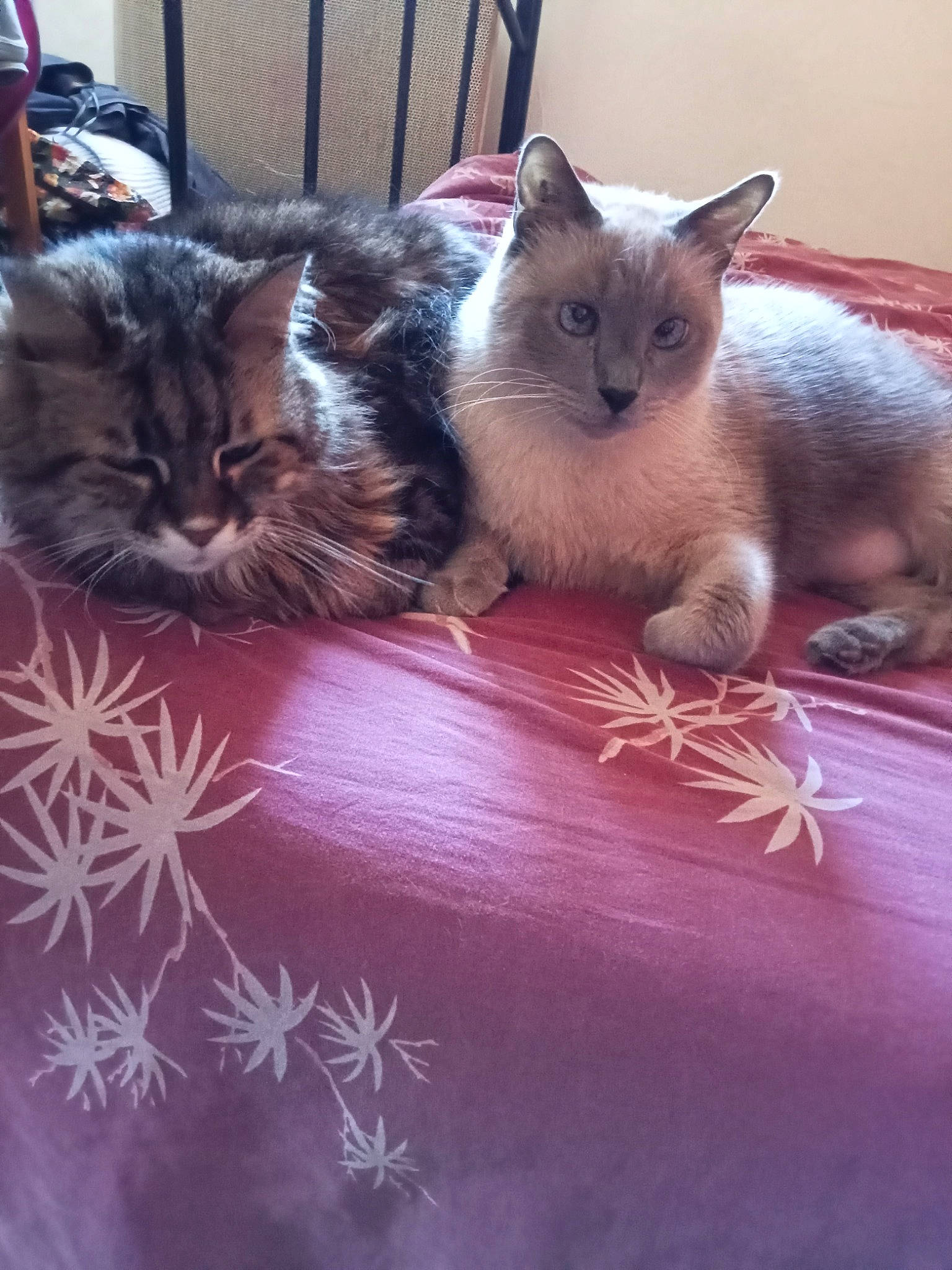 Fusible a rejoint le concours — aidez-le/la à gagner de superbes lots ! box, carnivore, cat, cloud, comfort, domestic_short_haired_cat, felidae, flooring, fur, grey, hardwood, metal, paw, room, small_to_medium_sized_cats, square, table, tail, whiskers, wood