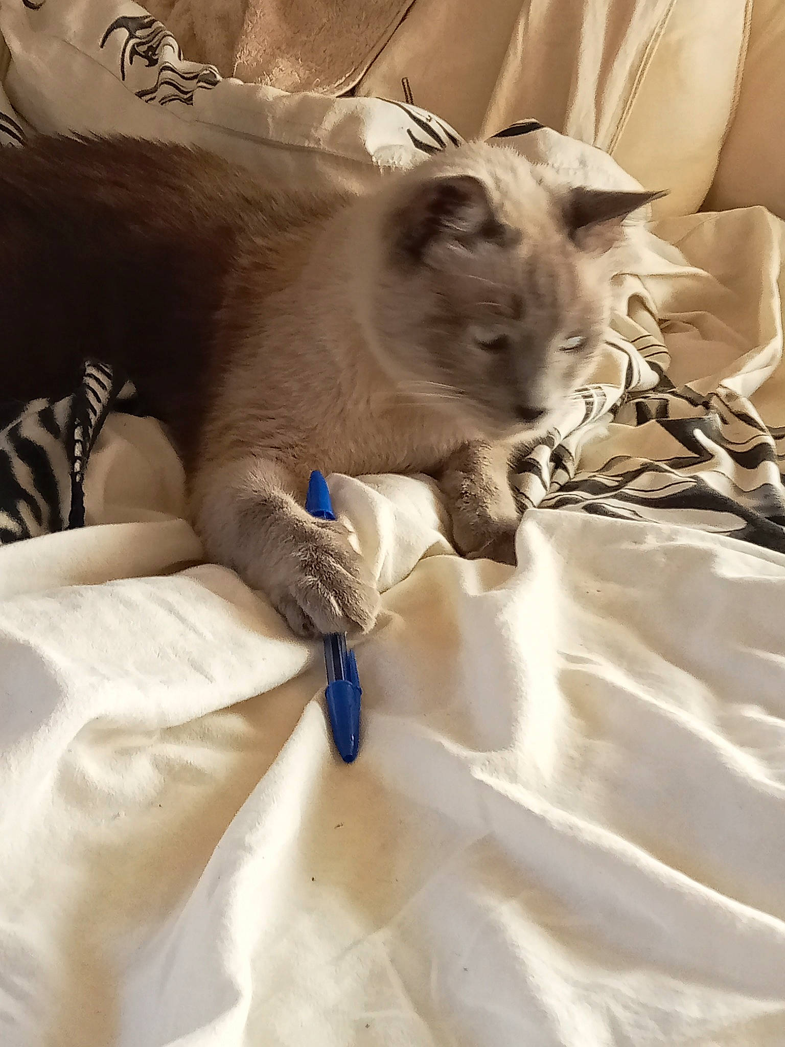 Fusible a rejoint le concours — aidez-le/la à gagner de superbes lots ! bed_sheet, bedding, carnivore, cat, comfort, domestic_short_haired_cat, duvet, felidae, fur, linens, room, small_to_medium_sized_cats, snout, terrestrial_animal, whiskers