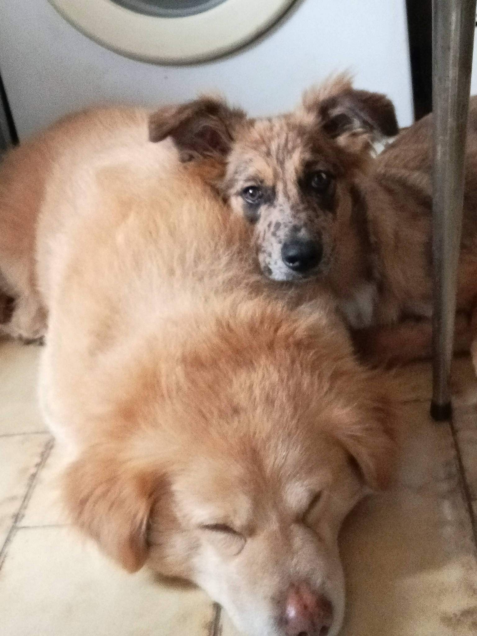 Ginger participe au concours pour gagner de l'argent avec cette photo : canidae, carnivore, circle, clothes_dryer, companion_dog, dog, dog_breed, fawn, fur, home_appliance, kitchen_appliance, laundry_room, liver, paw, snout, sporting_group, terrestrial_animal, washing_machine, whiskers, working_animal