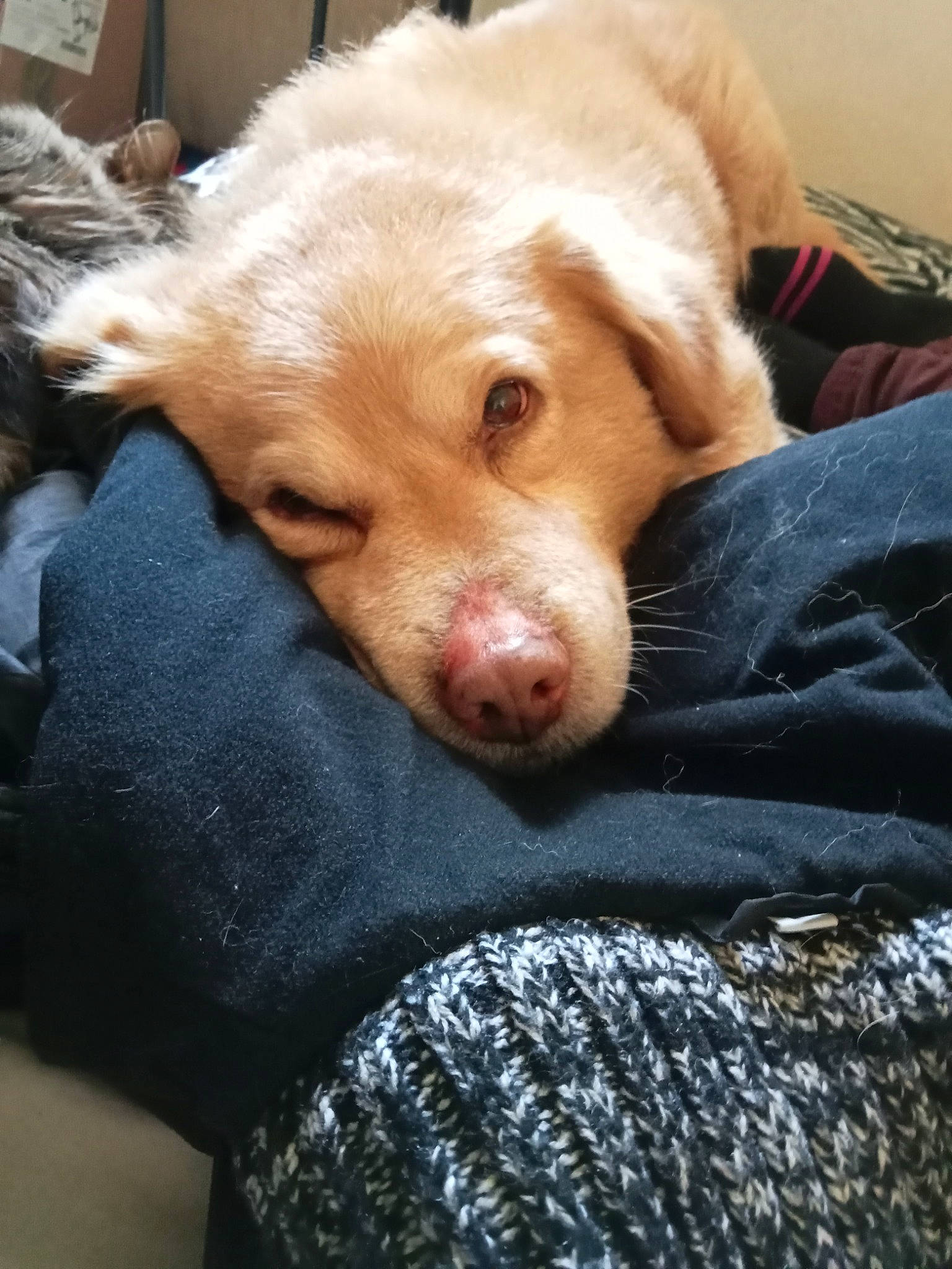 Ginger participe au concours pour gagner de l'argent avec cette photo : canidae, carnivore, comfort, companion_dog, couch, dog, dog_breed, fawn, fur, paw, retriever, snout, sporting_group, terrestrial_animal, whiskers, working_animal