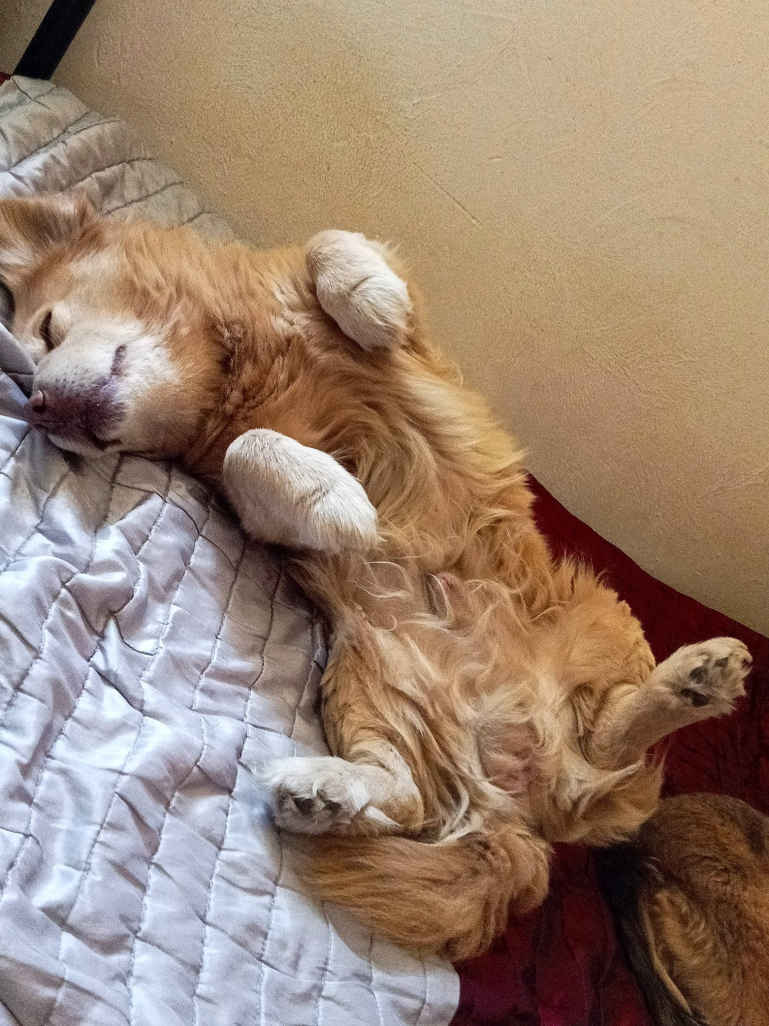 Ginger a rejoint le concours — aidez-le/la à gagner de superbes lots ! bed, carnivore, cat, comfort, companion_dog, dog_breed, domestic_short_haired_cat, fawn, felidae, fur, linens, liver, paw, small_to_medium_sized_cats, snout, sporting_group, tail, toy, whiskers, wood