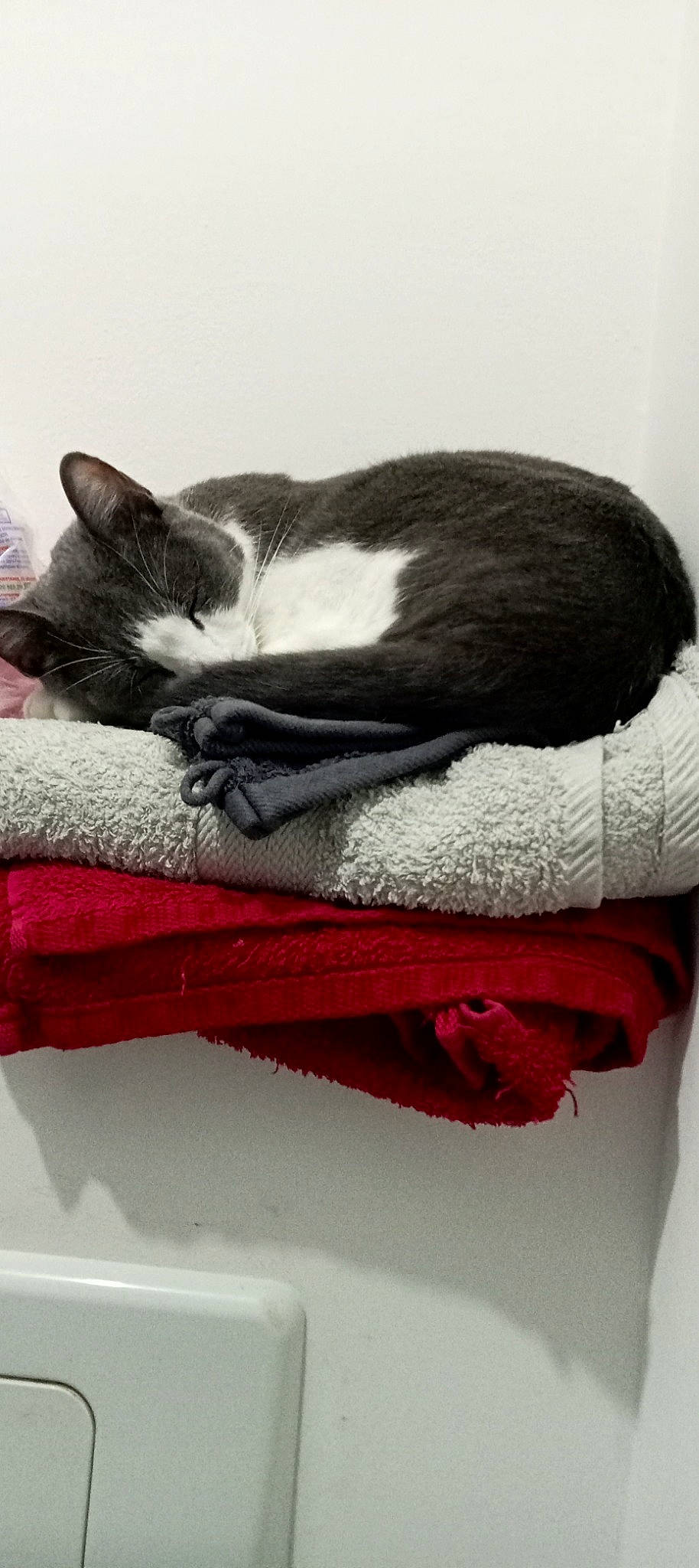 Vampire a rejoint le concours — aidez-le/la à gagner de superbes lots ! carmine, carnivore, cat, claw, comfort, domestic_short_haired_cat, felidae, fur, grey, lap, linens, magenta, nap, pattern, paw, small_to_medium_sized_cats, snout, tail, textile, whiskers