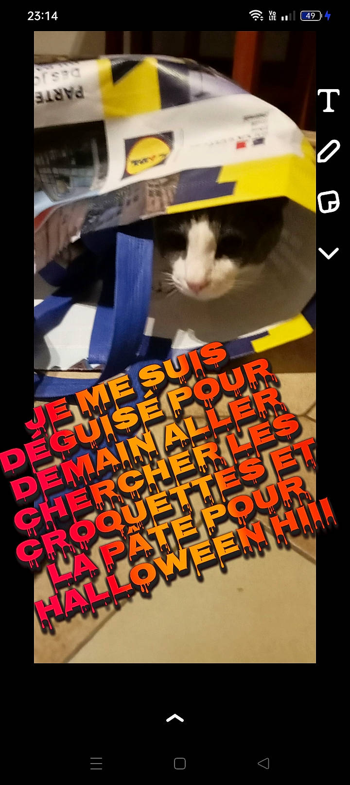 Vampire participe au concours pour gagner de l'argent avec cette photo : advertising, brand, carnivore, cat, event, eyewear, felidae, font, graphic_design, graphics, orange, pattern, photo_caption, poster, publication, rectangle, room, small_to_medium_sized_cats, visual_arts, whiskers