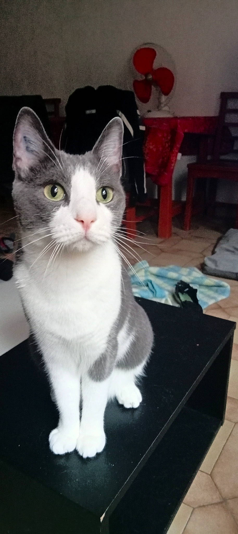 Vampire participe au concours pour gagner de l'argent avec cette photo : box, carnivore, cat, domestic_short_haired_cat, felidae, fur, paw, shipping_box, small_to_medium_sized_cats, snout, tail, whiskers, window