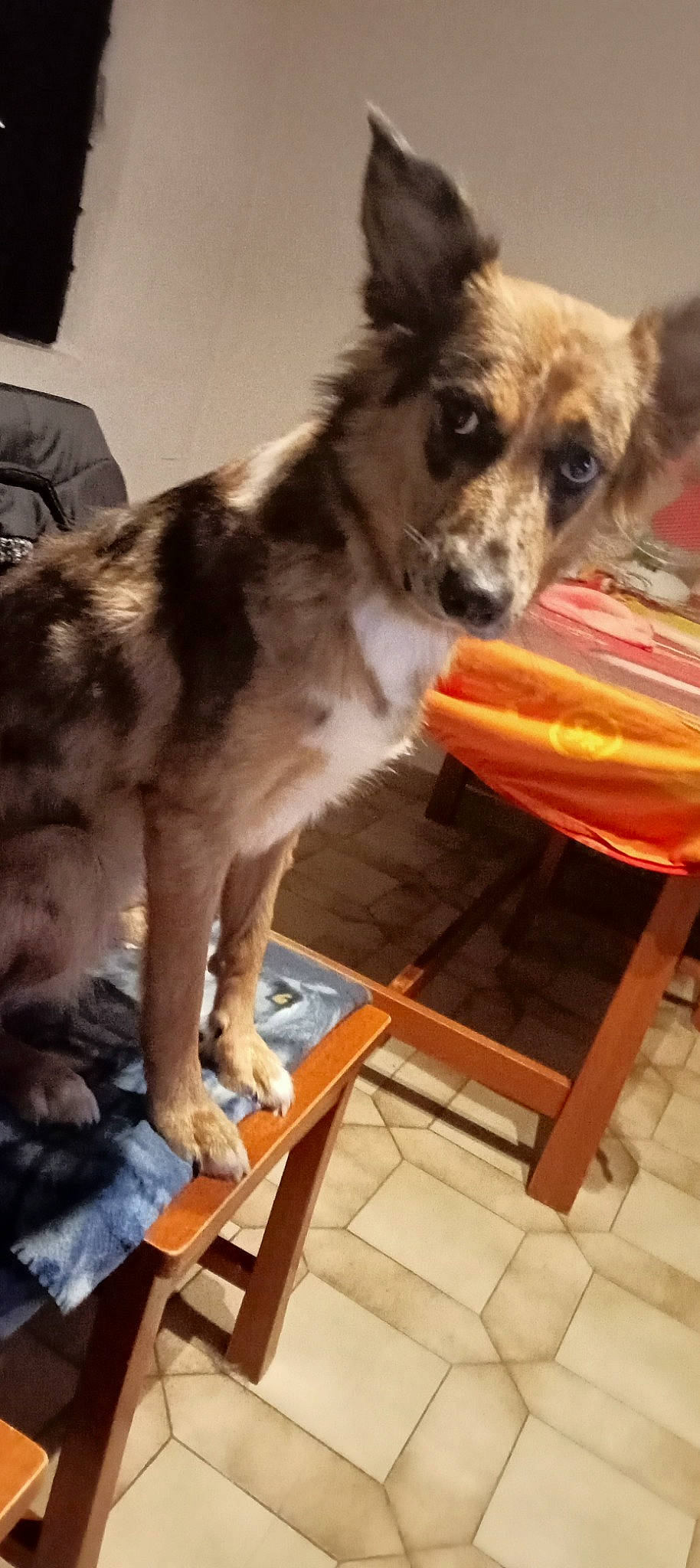 Princesse a rejoint le concours — aidez-le/la à gagner de superbes lots ! australian_shepherd, carnivore, companion_dog, dog, dog_breed, dog_supply, fawn, flooring, fur, hardwood, herding_dog, outdoor_furniture, pet_supply, snout, tail, terrestrial_animal, toy_dog, wood, working_animal, working_dog