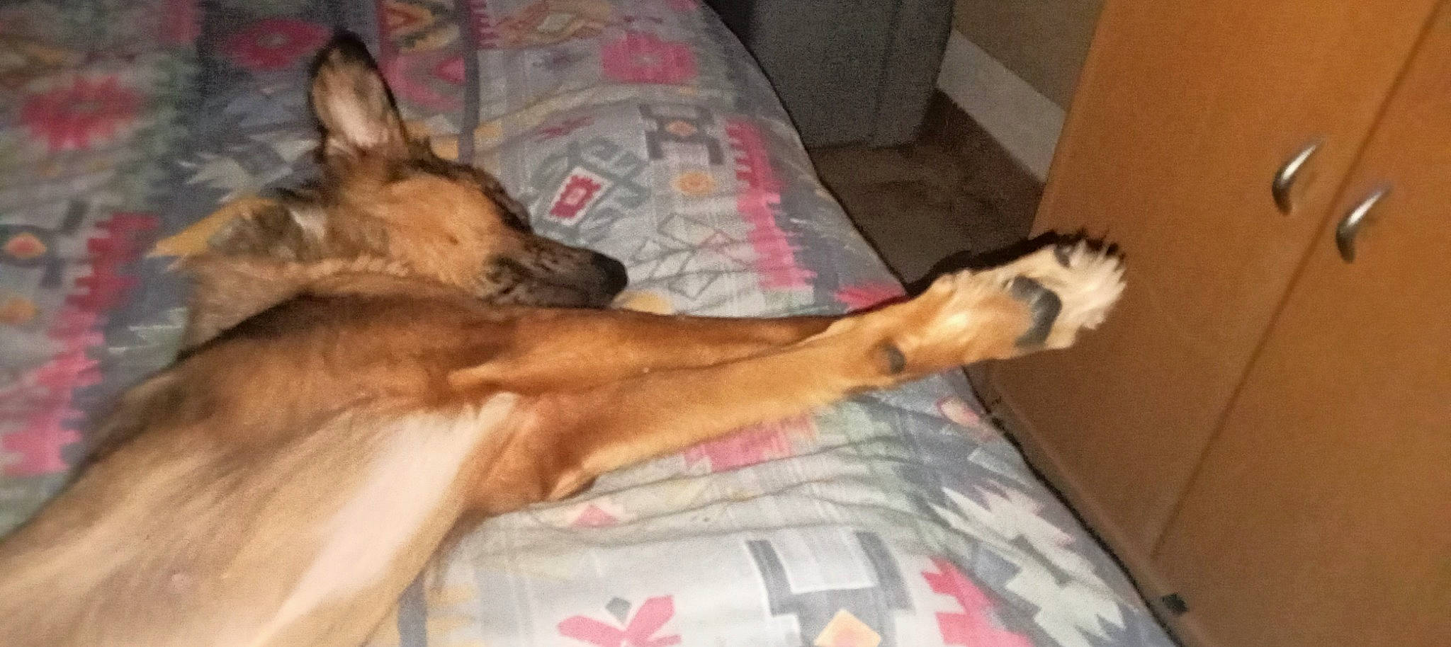 Princesse participe au concours pour gagner de l'argent avec cette photo : bed, bedding, canidae, carnivore, comfort, companion_dog, dog, dog_breed, duvet, elbow, fawn, flooring, fur, german_shepherd_dog, hardwood, human_leg, linens, paw, sporting_group, wood