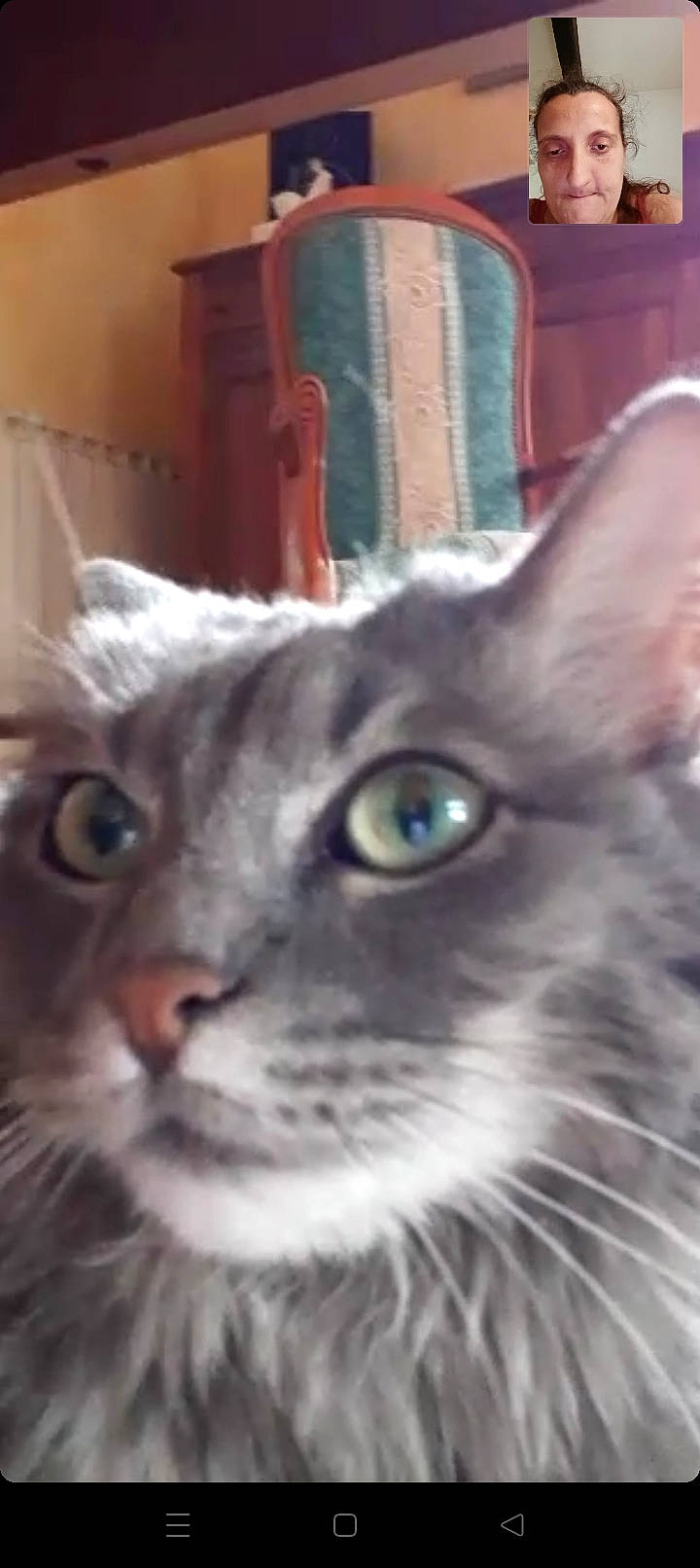 Fufu a rejoint le concours — aidez-le/la à gagner de superbes lots ! carnivore, cat, close_up, domestic_short_haired_cat, ear, felidae, fur, iris, small_to_medium_sized_cats, snout, terrestrial_animal, whiskers, window