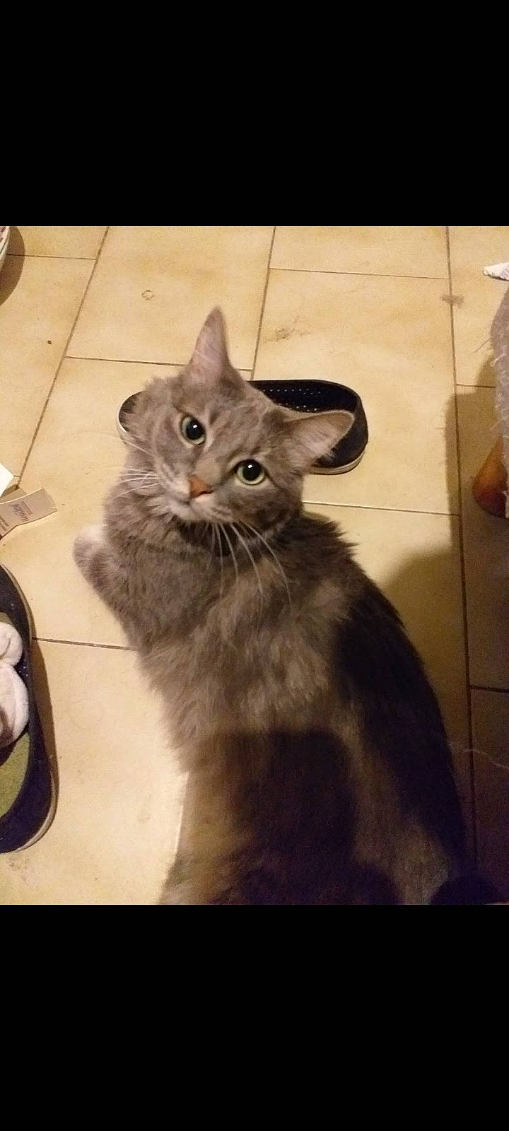 Fufu a rejoint le concours — aidez-le/la à gagner de superbes lots ! black_cat, carnivore, cat, domestic_short_haired_cat, felidae, flooring, fur, paw, photo_caption, small_to_medium_sized_cats, snout, square, tail, whiskers, window