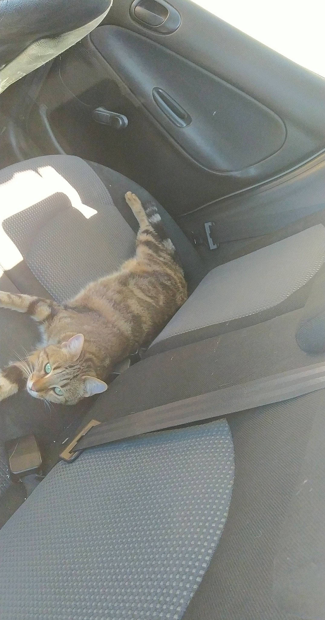 Swiffer participe au concours pour gagner de l'argent avec cette photo : auto_part, automotive_design, automotive_exterior, bag, car_seat, car_seat_cover, carnivore, cat, comfort, fawn, felidae, grey, motor_vehicle, personal_luxury_car, small_to_medium_sized_cats, tints_and_shades, vehicle, vehicle_door, whiskers, window