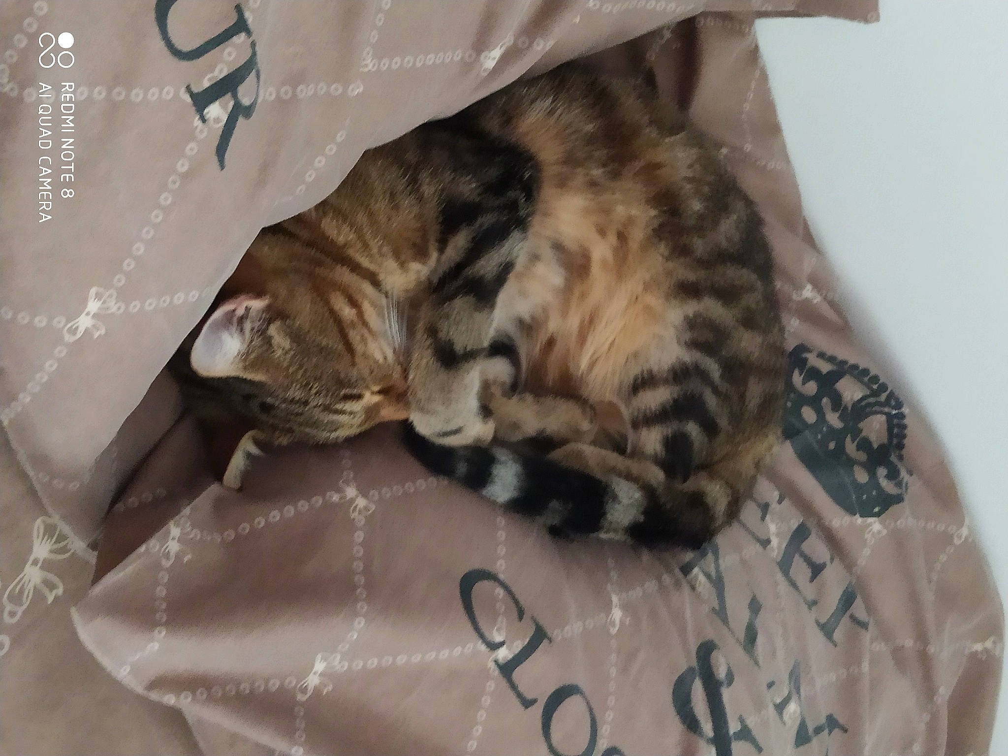 Swiffer participe au concours pour gagner de l'argent avec cette photo : bed, brown, carnivore, cat, cat_bed, claw, comfort, domestic_short_haired_cat, fawn, felidae, fur, linens, nap, pattern, paw, sleep, small_to_medium_sized_cats, tail, terrestrial_animal, whiskers