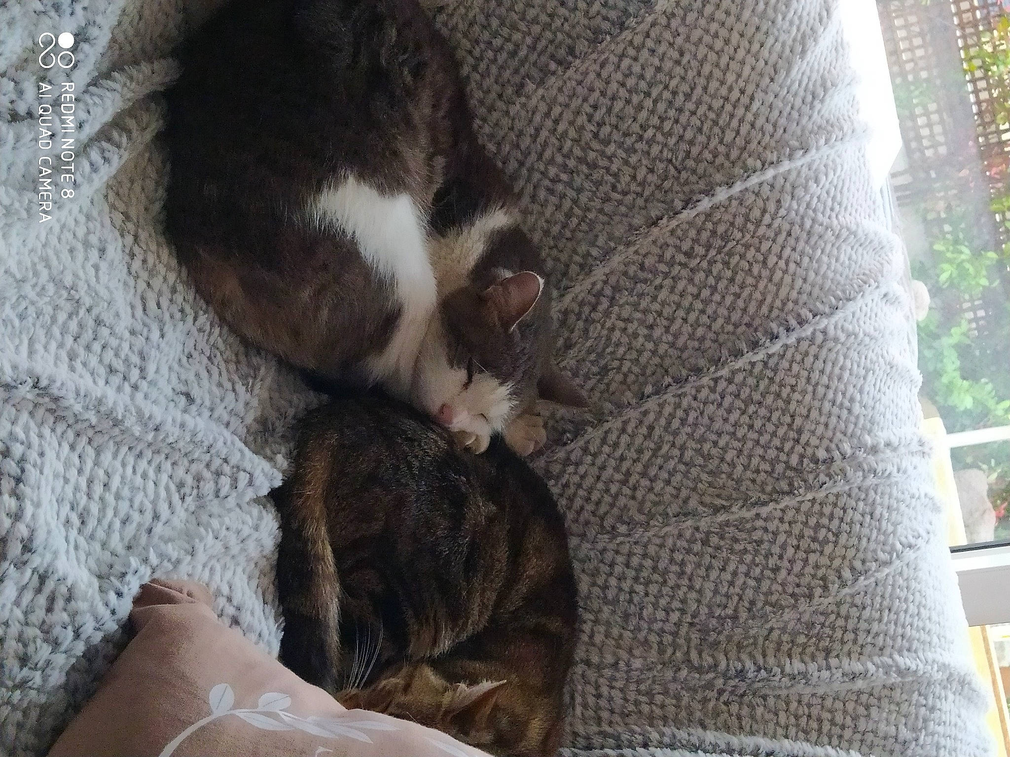 Husky participe au concours pour gagner de l'argent avec cette photo : canidae, carnivore, cat, claw, comfort, companion_dog, dog_breed, domestic_short_haired_cat, fawn, felidae, fur, linens, nap, paw, small_to_medium_sized_cats, snout, sporting_group, tail, whiskers, wood