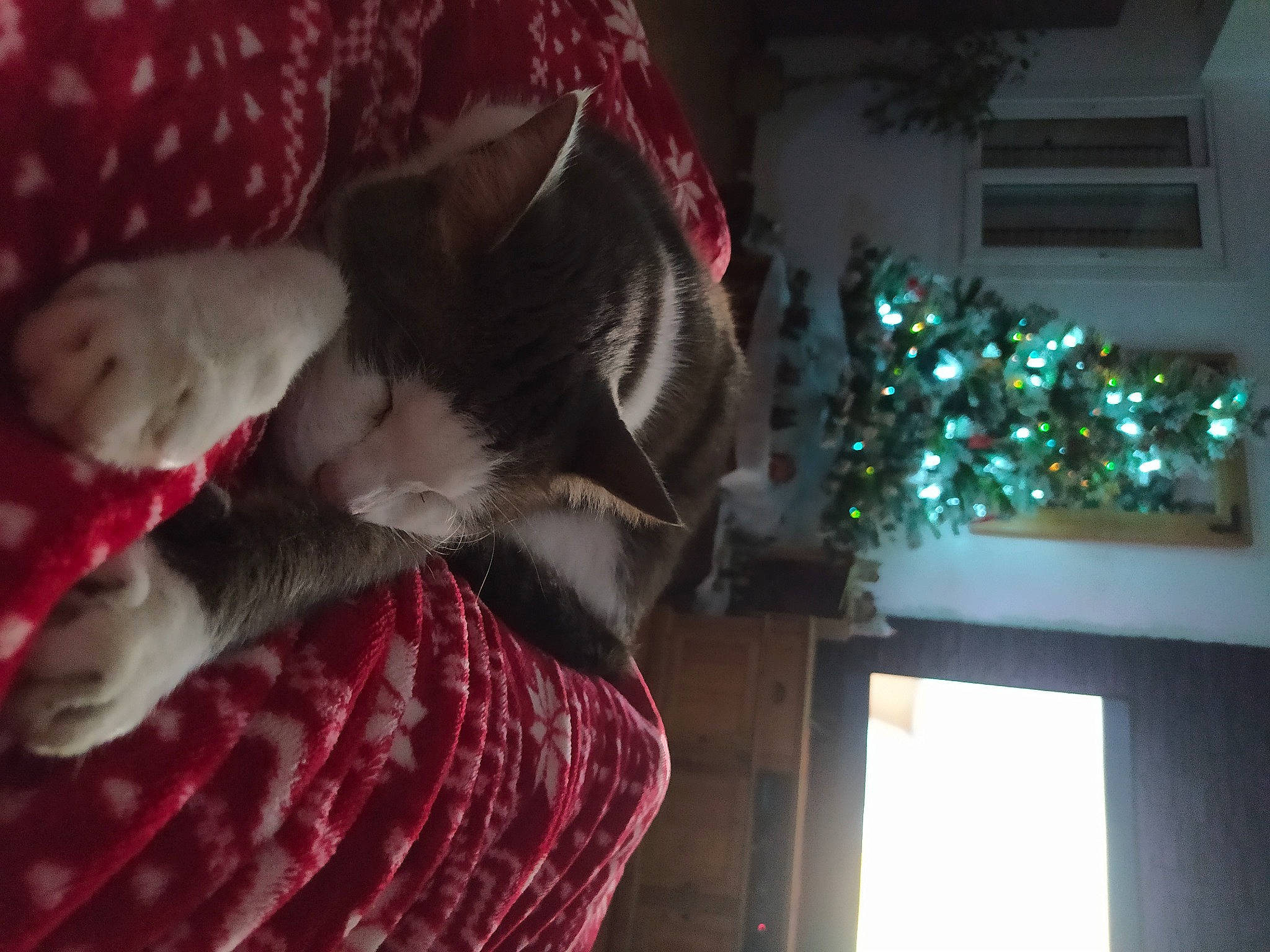 Husky participe au concours pour gagner de l'argent avec cette photo : carmine, carnivore, cat, christmas, christmas_decoration, christmas_eve, christmas_ornament, christmas_tree, event, felidae, fur, holiday, plant, room, small_to_medium_sized_cats, tail, tree, whiskers, window, wood