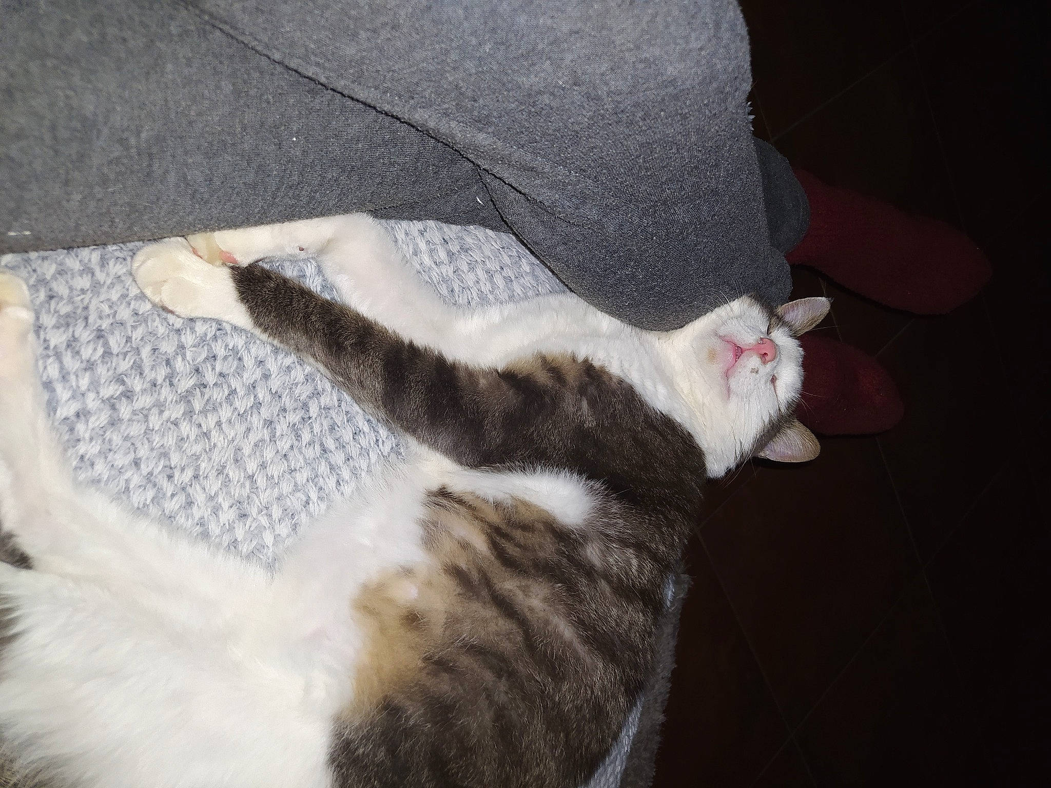 Husky participe au concours pour gagner de l'argent avec cette photo : canidae, carnivore, cat, claw, comfort, domestic_short_haired_cat, fawn, felidae, fur, grey, leg, paw, small_to_medium_sized_cats, snout, tail, terrestrial_animal, whiskers