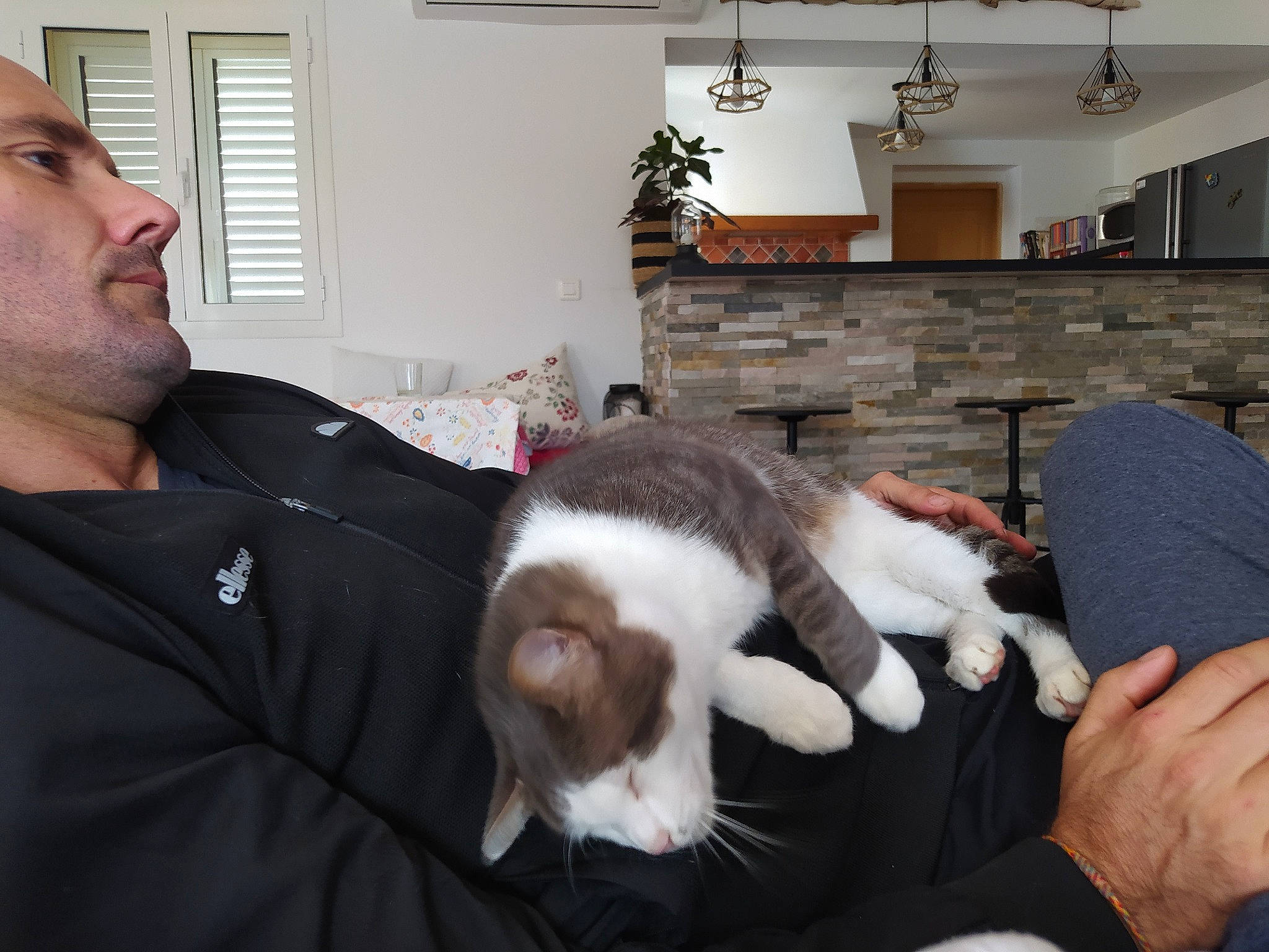 Husky a rejoint le concours — aidez-le/la à gagner de superbes lots ! cabinetry, carnivore, cat, comfort, companion_dog, dog_breed, ear, fawn, felidae, fur, houseplant, lamp, lap, picture_frame, plant, small_to_medium_sized_cats, tail, vertebrate, whiskers, window