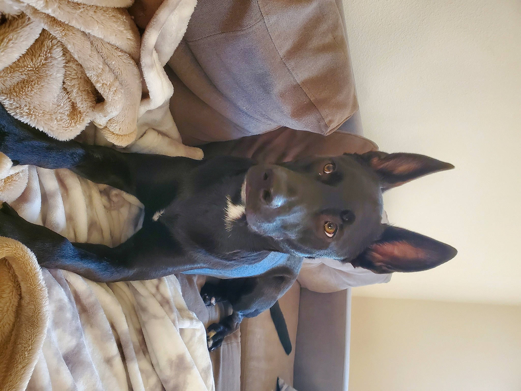 Kuro joined the competition — help win amazing prizes! burmese, canidae, carnivore, cat, fawn, felidae, small_to_medium_sized_cats