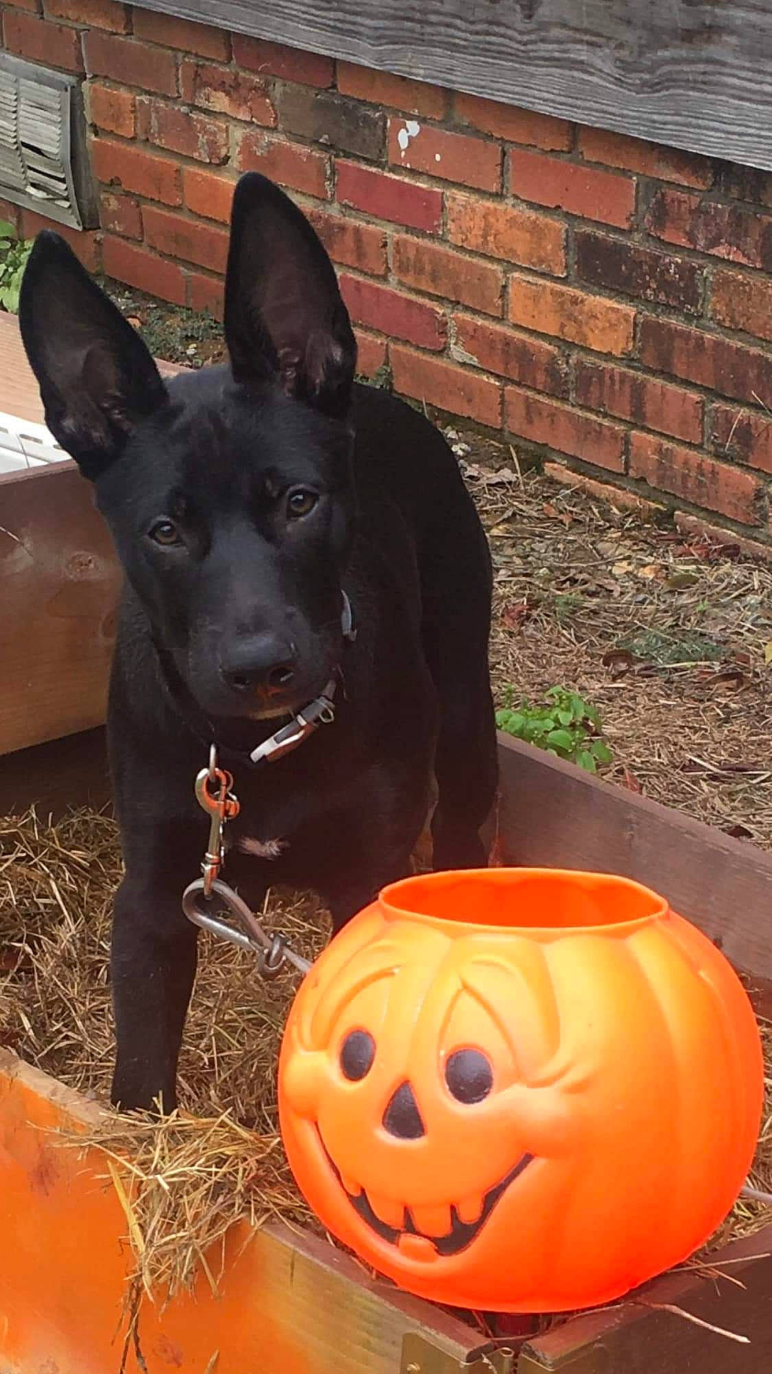 Kuro is registered to the contest to win money with this photo: australian_kelpie, canidae, carnivore, dog, dog_breed, formosan_mountain_dog, pumpkin, schipperke, snout