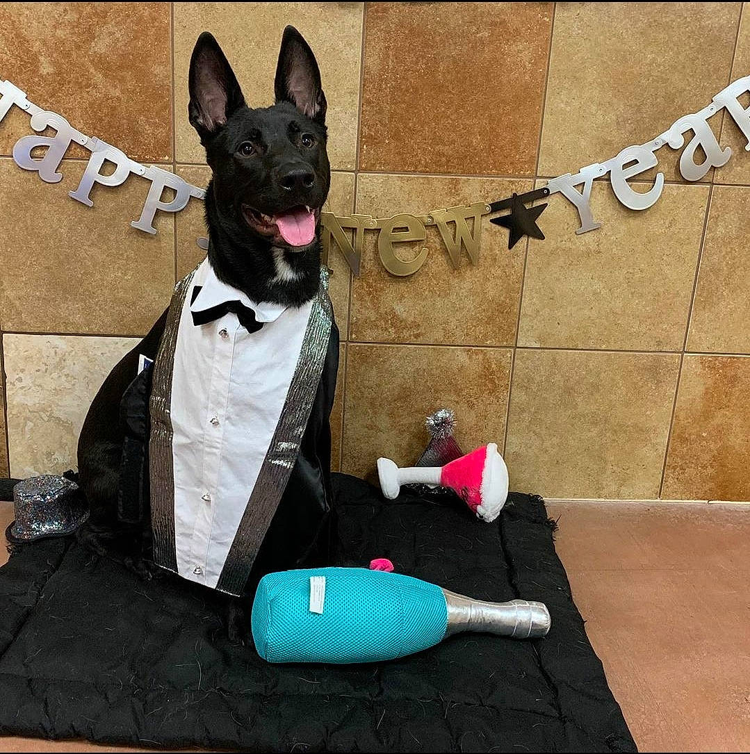 Kuro is registered to the contest to win money with this photo: basenji, boston_terrier, canidae, carnivore, dog, dog_breed, leash, mammal, non_sporting_group, snout, toy_fox_terrier, vertebrate