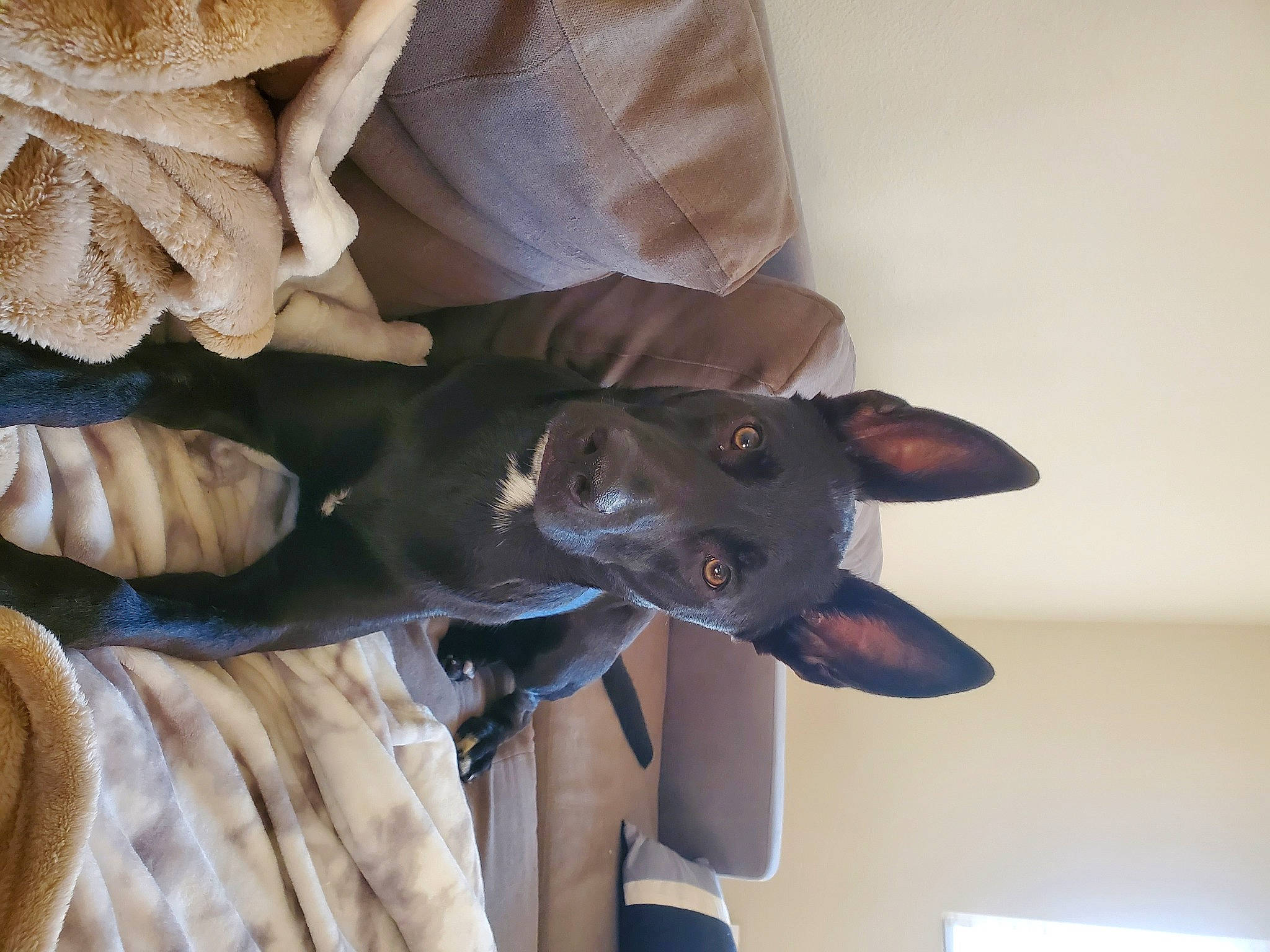 Kuro is registered to the contest to win money with this photo: canidae, carnivore, cat, dog, dog_breed, ear, fawn, great_dane, sporting_group, weimaraner, whiskers