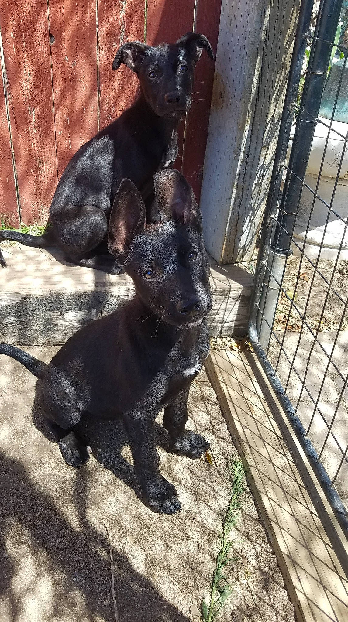 Kuro is registered to the contest to win money with this photo: american_pit_bull_terrier, canidae, carnivore, dog, dog_breed, fawn, french_bulldog, mammal, non_sporting_group, snout, sporting_group, thai_ridgeback, vertebrate