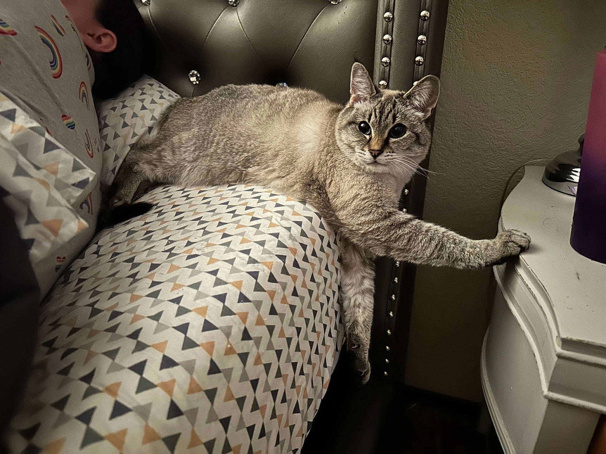 Coco joined the competition — help win amazing prizes! automotive_design, automotive_tire, automotive_wheel_system, car_seat, carnivore, chair, comfort, felidae, fur, grey, luxury_vehicle, metal, monochrome_photography, pattern, rim, room, small_to_medium_sized_cats, terrestrial_animal, tire, whiskers