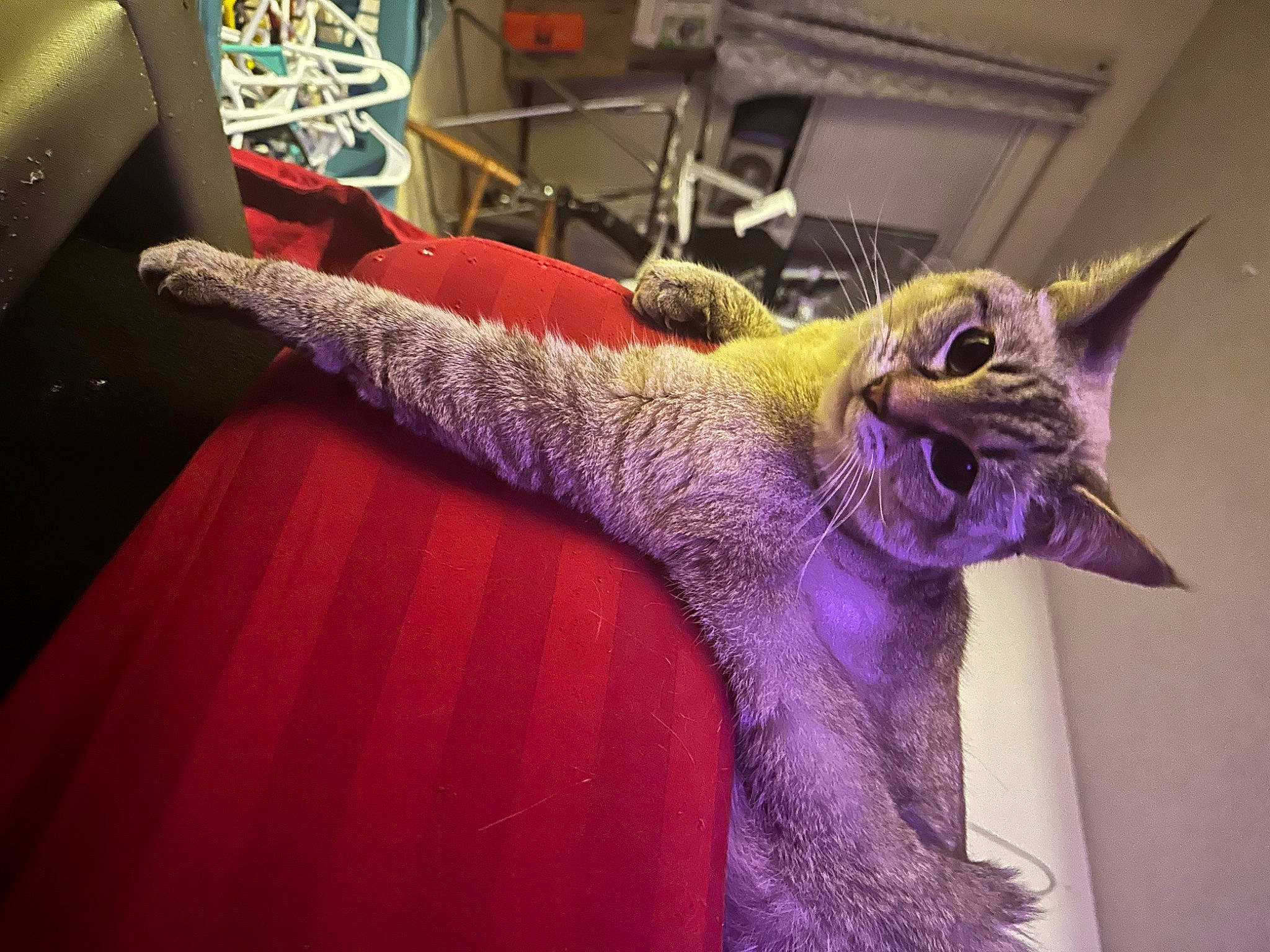 Coco is registered to the contest to win money with this photo: art, carnivore, cat, eye, fawn, felidae, flooring, fur, head, human_body, plant, purple, sculpture, small_to_medium_sized_cats, snout, statue, tail, tree, whiskers, wood