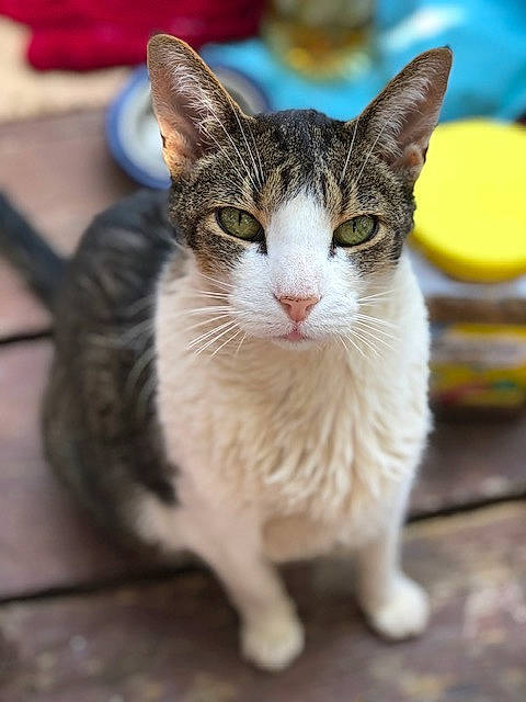 Keikei joined the competition — help win amazing prizes! carnivore, cat, claw, domestic_short_haired_cat, felidae, fur, grass, head, paw, sitting, small_to_medium_sized_cats, snout, tail, terrestrial_animal, tree, whiskers