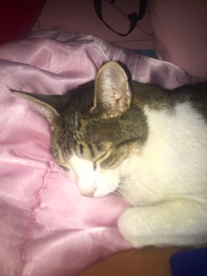 Keikei is registered to the contest to win money with this photo: carnivore, cat, claw, comfort, domestic_short_haired_cat, ear, felidae, fur, lap, nap, paw, photo_caption, sleep, small_to_medium_sized_cats, snout, square, tail, whiskers