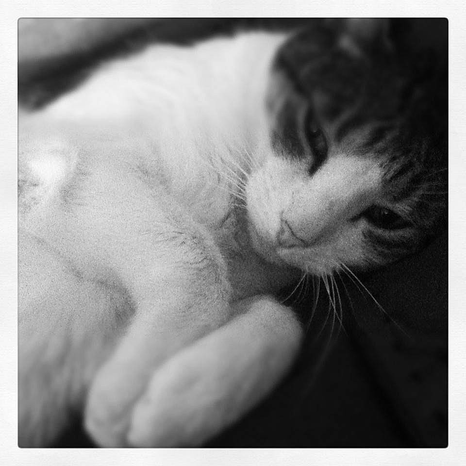 Keikei is registered to the contest to win money with this photo: black_and_white, carnivore, cat, claw, close_up, comfort, domestic_short_haired_cat, felidae, fur, gesture, monochrome, monochrome_photography, paw, small_to_medium_sized_cats, snout, stock_photography, style, whiskers