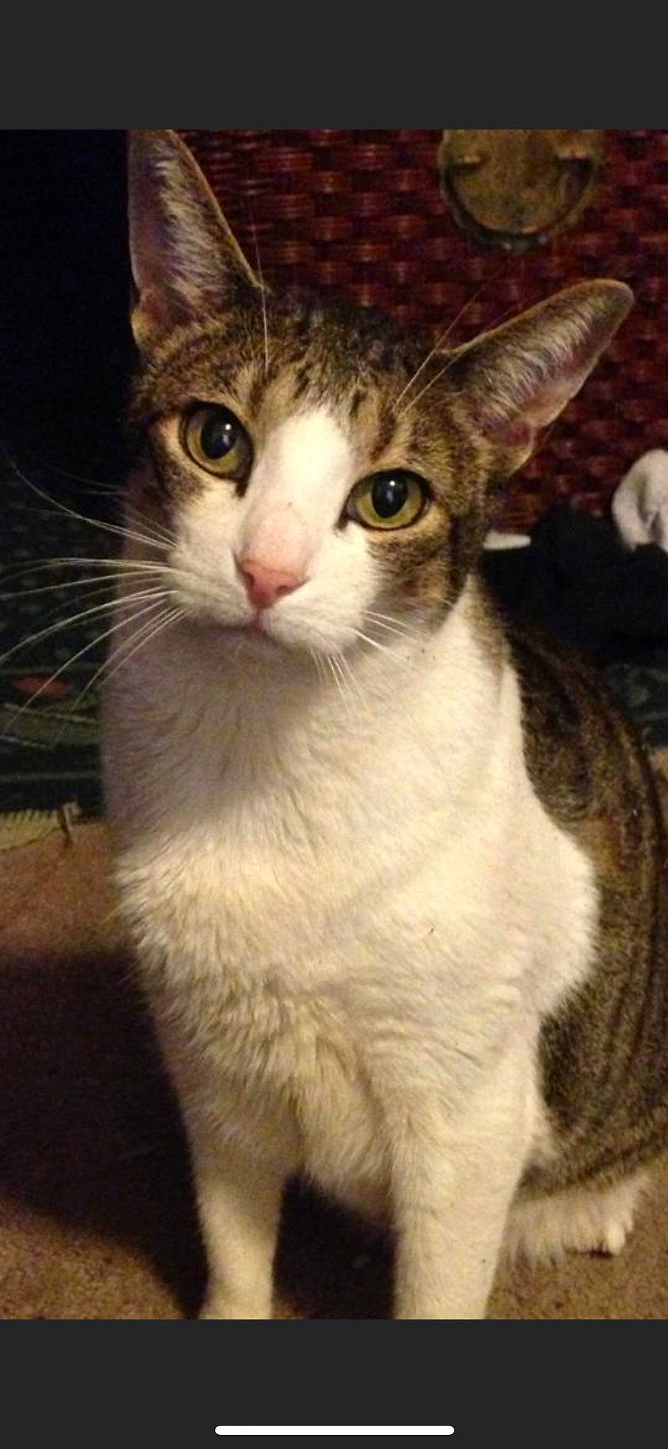 Keikei joined the competition — help win amazing prizes! carnivore, cat, domestic_short_haired_cat, door, felidae, fur, small_to_medium_sized_cats, snout, terrestrial_animal, whiskers, window