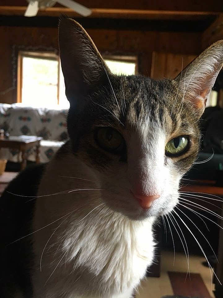 Keikei is registered to the contest to win money with this photo: carnivore, cat, domestic_short_haired_cat, felidae, fur, small_to_medium_sized_cats, snout, whiskers, window