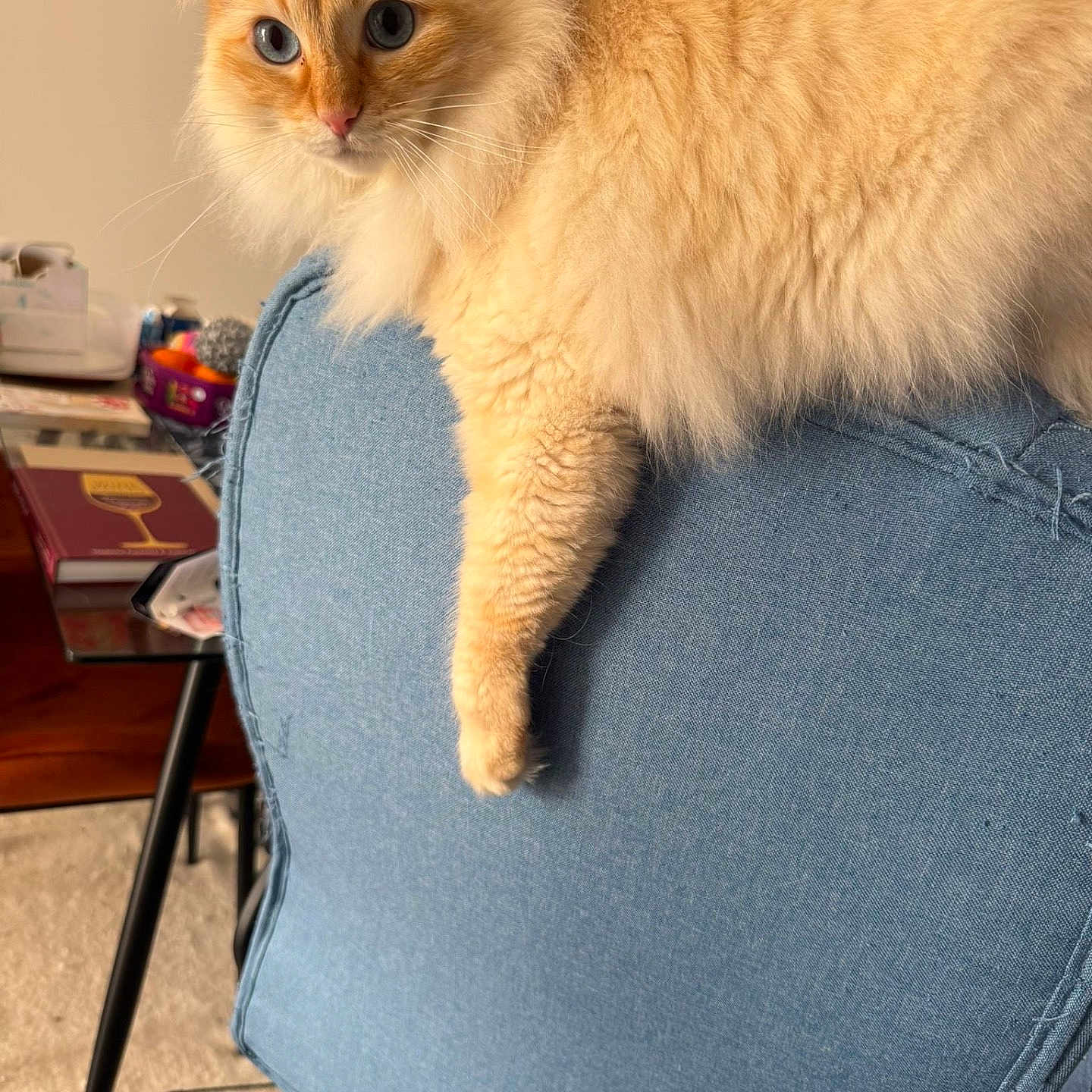 Sol participe au concours pour gagner de l'argent avec cette photo : animal, blue_eyes, book, casual, cat, chair, cozy, cream_colored, domestic, fluffy, furniture, home_decor, indoor, living_room, paw, pet, relaxed, sitting, table, window_light