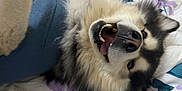 Bowie is registered to the contest to win money with this photo: dog, husky, alaskan_malamute, pet, canine, fluffy, fur, teeth, tongue, nose, paw, bed, bedding, blanket, pillow, floral_pattern, closeup, happy, playful, indoor