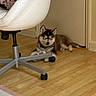 Bowie is registered to the contest to win money with this photo: chair_wheel, collar, cozy, dog, door, flooring, home, husky, indoor, office_chair, paw, pet, puppy, puppy_dog, resting, sleeping, toy, training_pad, wall, wood_floor