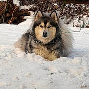 Bowie joined the competition — help win amazing prizes! animal, background, canine, cold, dog, ears, fluffy, fur, ground, heterochromia, landscape, looking_at_camera, muzzle, nature, outdoor, sitting, snow, tree_branch, wildlife, winter