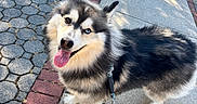 Bowie is registered to the contest to win money with this photo: alaskan_malamute, blue_eye, brick_border, brown_eye, canine, close_up, dog, fluffy, fur, happy, heterochromia, husky, leash, outdoor, pavement, pet, shadow, sidewalk, sunlight, tongue_out