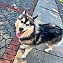Bowie is registered to the contest to win money with this photo: dog, husky, alaskan_malamute, leash, sidewalk, pavement, brick_border, tongue_out, happy, heterochromia, blue_eye, brown_eye, fluffy, fur, pet, canine, outdoor, sunlight, shadow, close_up