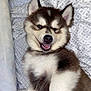 Bowie joined the competition — help win amazing prizes! dog, puppy, alaskan_malamute, husky, fluffy, fur, smiling, tongue, teeth, ears, closeup, portrait, bed, pillow, blanket, indoor, pet, cute, lying_down, happy