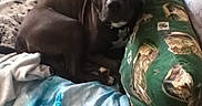 Neo joined the competition — help win amazing prizes! animal, bed, black_dog, blanket, canine, comfort, cozy, dog, domestic, fabric, furniture, home, indoor, looking, lying_down, pet, pillow, relaxed, resting, soft