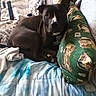 Neo joined the competition — help win amazing prizes! dog, bed, pillow, blanket, indoor, black_dog, resting, comfort, furniture, home, pet, canine, cozy, animal, domestic, looking, lying_down, soft, fabric, relaxed