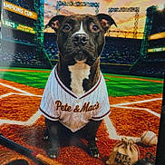 Neo is registered to the contest to win money with this photo: animal, baseball, baseball_balls, bat, brown, clouds, dog, field, green, hand, jersey, orange, outdoor, pet, poster, print, sky, sports, stadium, sunset