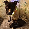 dog, black_dog, hoodie, pet, collar, glowing_collar, indoor, curious, sitting, rug, cozy, portrait, animal, cute, small_dog, looking_up, patterned_wall, home, soft_lighting, shy