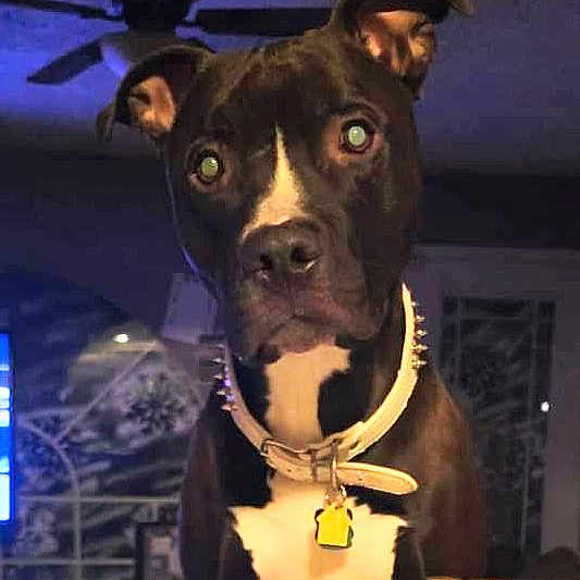 Neo