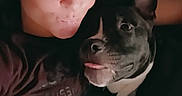 Neo is registered to the contest to win money with this photo: person, dog, face, tongue, smile, couch, blanket, indoor, casual, relaxed, snuggling, pet, companion, portrait, closeup, human, animal, friendship, comfort, happy