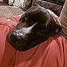 Neo is registered to the contest to win money with this photo: dog, black_dog, pet, close_up, resting, indoor, carpet, furniture, person, red_shirt, head, face, white_mark, domestic_animal, companion, cozy, relaxed, home, human_hand, comfort
