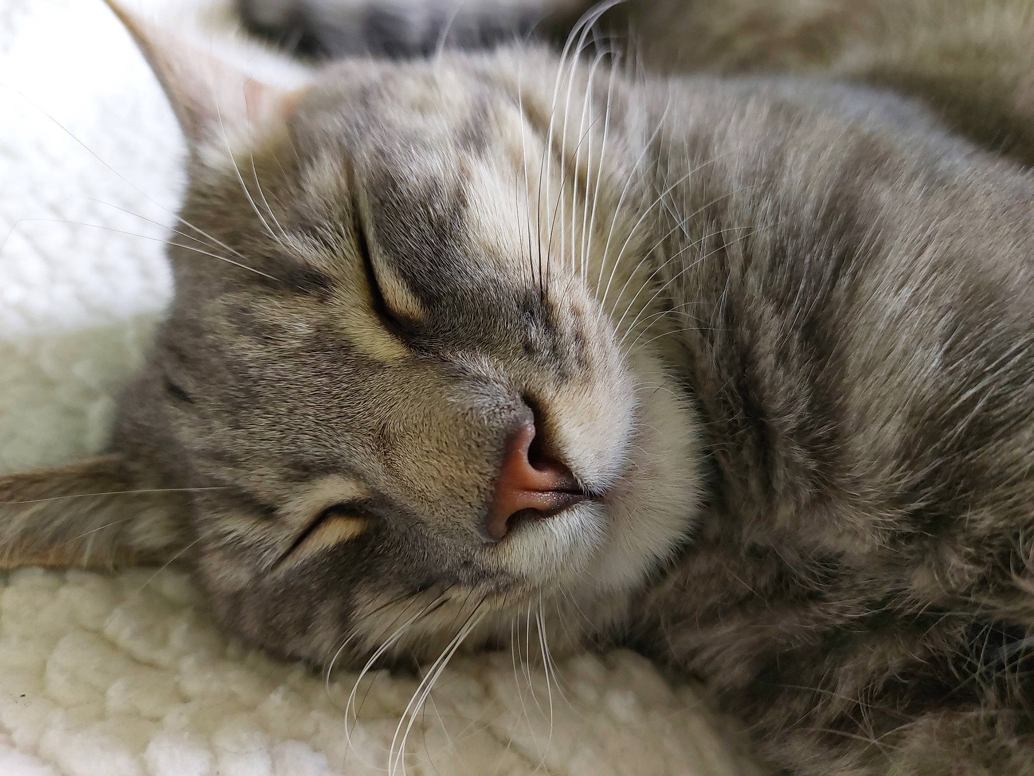 Figolu a rejoint le concours — aidez-le/la à gagner de superbes lots ! carnivore, cat, claw, close_up, comfort, domestic_short_haired_cat, felidae, fur, grey, nap, paw, sleep, small_to_medium_sized_cats, snout, terrestrial_animal, whiskers