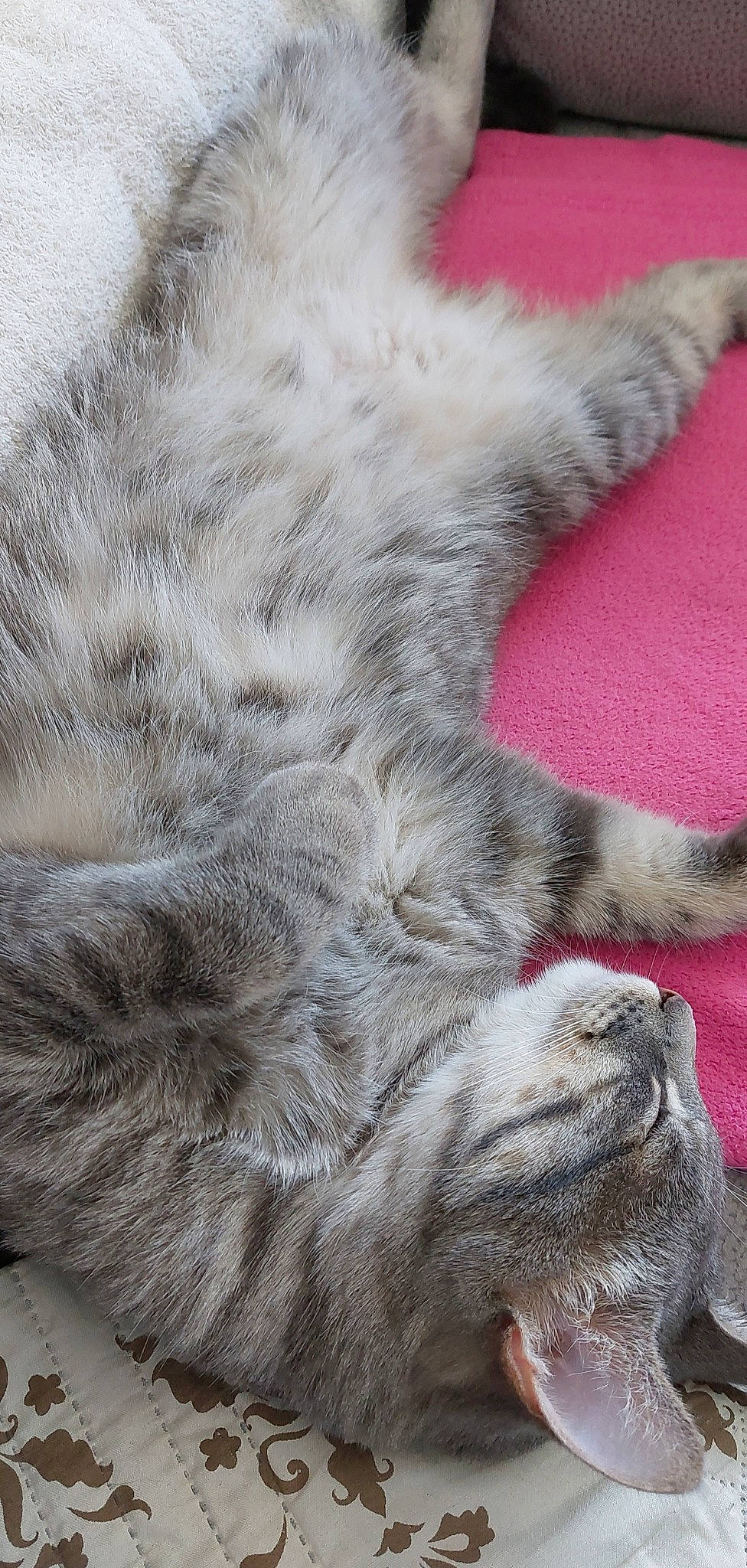 Figolu a rejoint le concours — aidez-le/la à gagner de superbes lots ! carnivore, cat, claw, close_up, fawn, felidae, foot, fur, gesture, grey, nap, paw, sleep, small_to_medium_sized_cats, snout, tail, terrestrial_animal, whiskers, wildlife, wrinkle