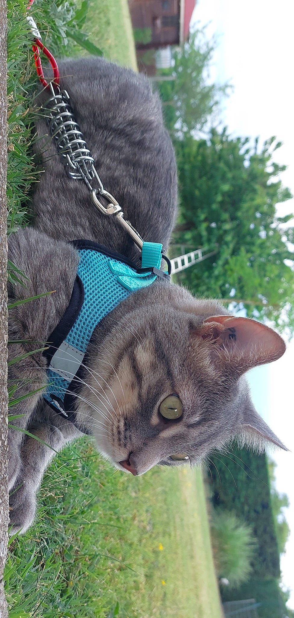 Figolu participe au concours pour gagner de l'argent avec cette photo : cap, carnivore, cat, domestic_short_haired_cat, electric_blue, fashion_accessory, fawn, felidae, fur, fur_clothing, grass, hat, head, plant, small_to_medium_sized_cats, snout, tail, tree, trunk, whiskers