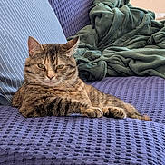 Dexter a rejoint le concours — aidez-le/la à gagner de superbes lots ! cat, tabby, feline, pet, animal, portrait, sitting, lounging, relaxed, serious, green_eyes, whiskers, striped_fur, brown_fur, couch, sofa, blanket, purple, indoors, home